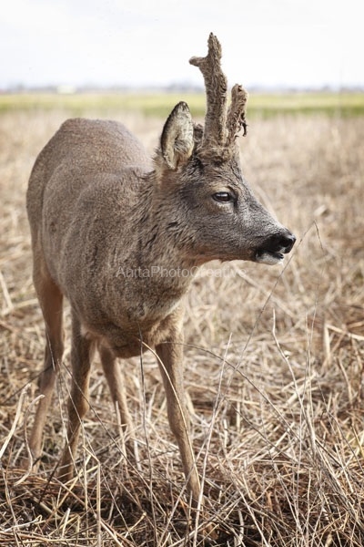 Dieren-AnitaPhotoCreative-5