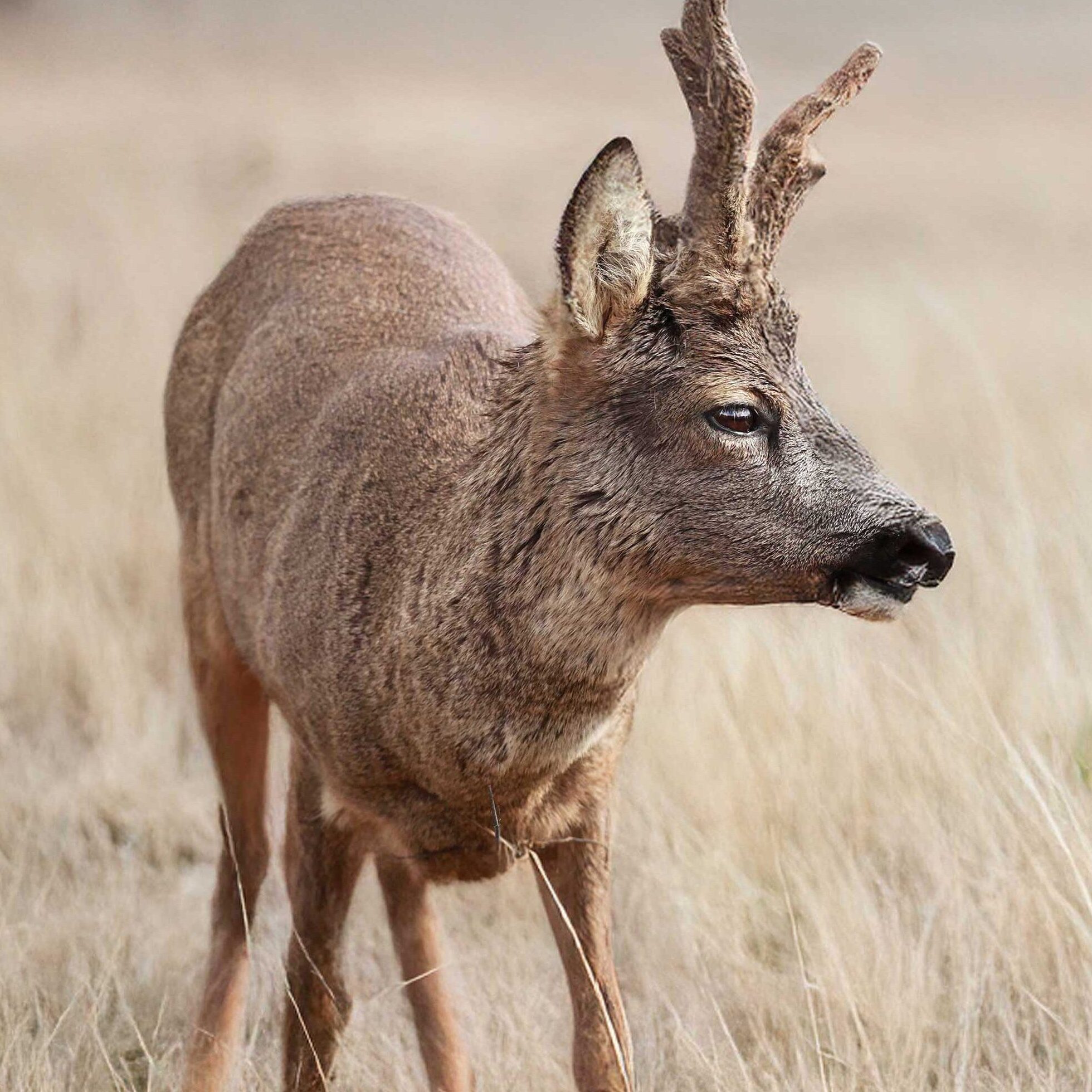 animals_Vierkant_WEB